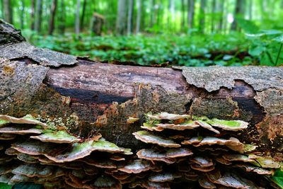 Close-up of moss growing on tree trunk in forest