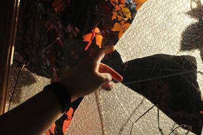 High angle view of person hand holding maple leaves during autumn