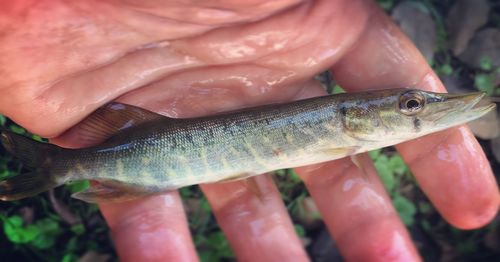 Close-up of hand holding fish