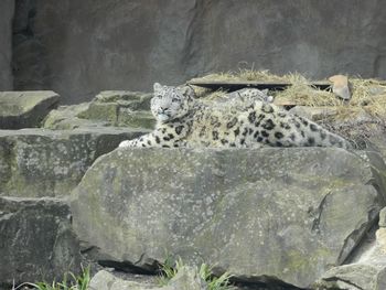 Cat relaxing on rock