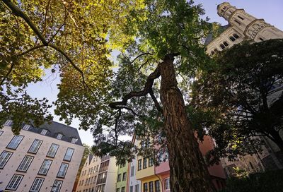 Low angle view of trees and buildings against sky