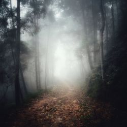 Trees in forest against sky