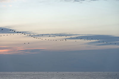 Silhouette birds migrating over sea against sky during sunrise