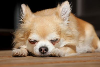 Close-up portrait of dog