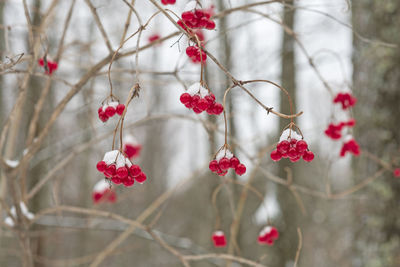 Red berries with fresh winter snow in peninsula state park in wisconsin
