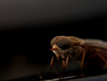 Close-up of insect