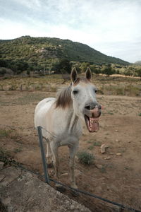 Horse standing in a field