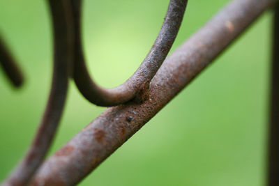 Close-up of barbed wire