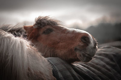Close-up of horse on field