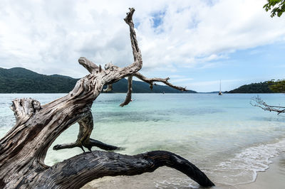 Driftwood on tree by sea against sky