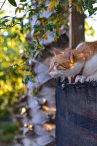 Close-up of squirrel on tree