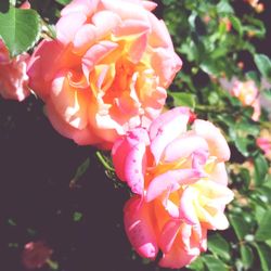 Close-up of pink roses