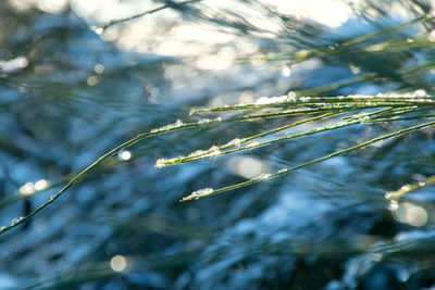 Close-up of snow on tree during winter