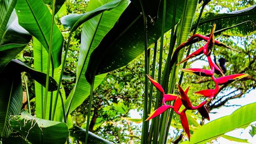 Close-up of red flowering plants against trees