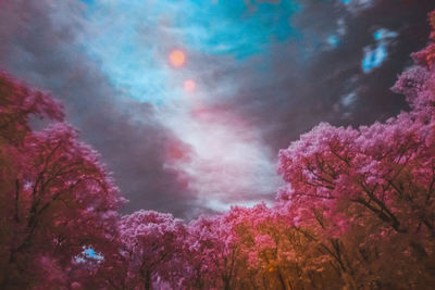 Low angle view of pink flowering tree against sky