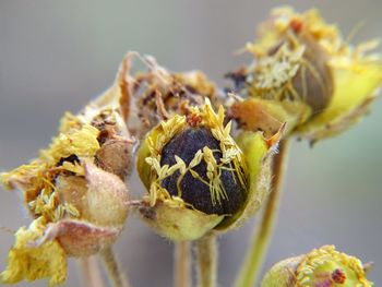 Close-up of insect on leaf