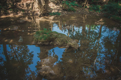 Reflection of trees in lake