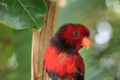 Close-up of parrot perching on leaf