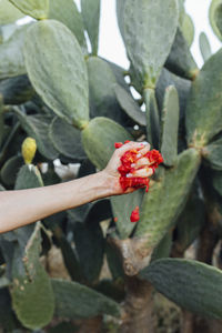 Hands of farmer squeezing tomato