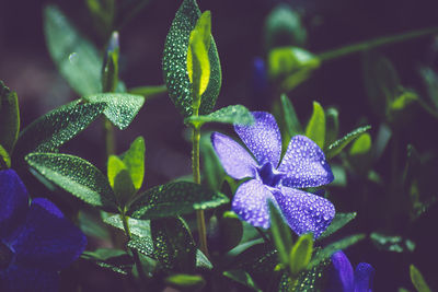 Close-up of purple flower