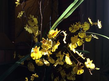 Close-up of yellow flowers