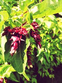 Close-up of red flowering plant