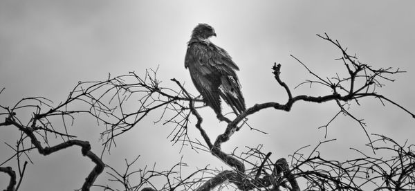 Low angle view of eagle perching on tree