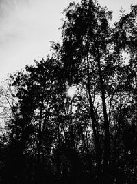 Low angle view of silhouette trees against sky