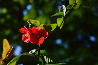 Close-up of flowers blooming outdoors