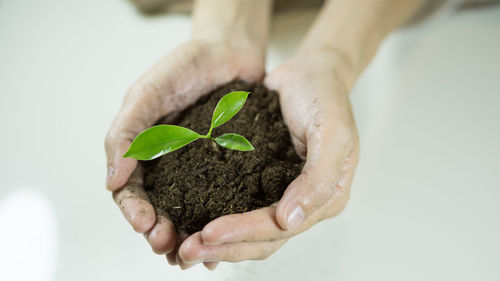 Cropped hands holding sapling at white table