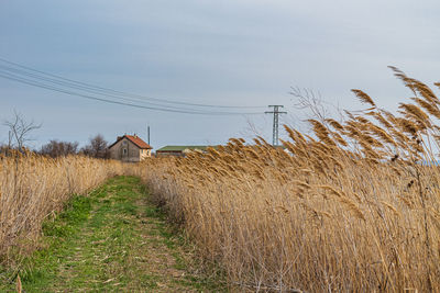 Plants growing on field by houses against sky