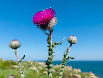Close-up of pink thistle flowers against sky