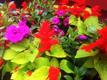 Close-up of red flowers blooming outdoors