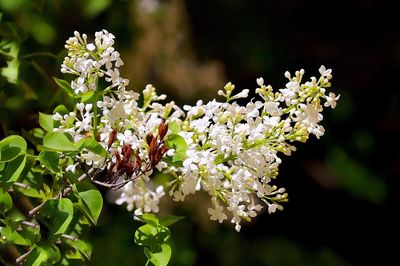 Close-up of white flowers