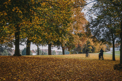 autumn