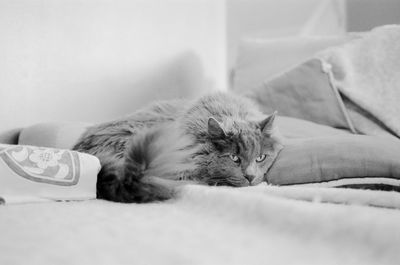 Cat sleeping at home