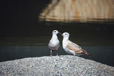 Seagulls on wall against river