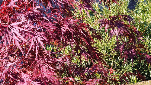Full frame shot of plants and trees in forest