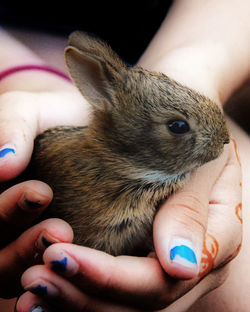 Close-up of woman holding rabbit