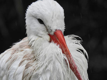 Close-up of pelican