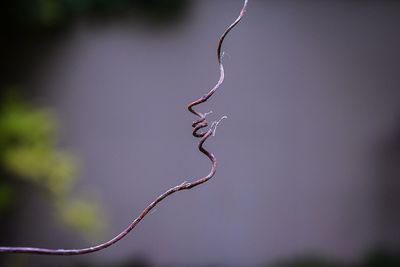 Close-up of dry vine