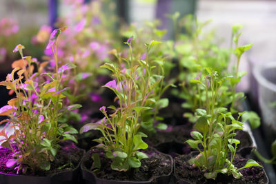 Fresh sprouts of flowers. young green seedling sprouts in seedling tray under ultraviolet phytolamp.