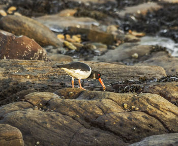 Close-up of bird perching on rock by lake