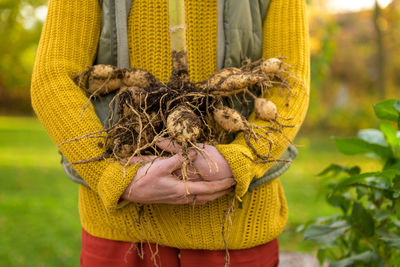 Woman holding freshly lifted dahlia tubers ready to be washed and prepared for winter storage. 