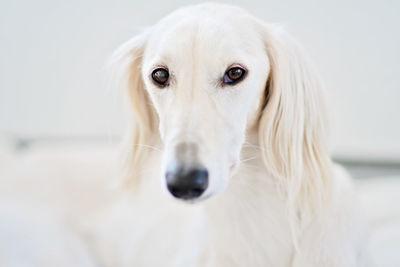 Close-up portrait of a dog