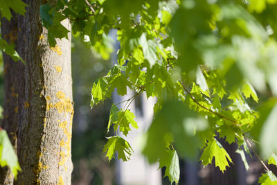 Low angle view of tree trunk