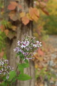 Close-up of purple flowering plant