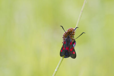 Close-up of insect