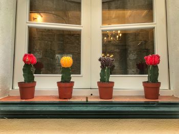 Potted plants on window sill