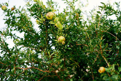 Low angle view of fruits growing on tree